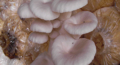 จำหน่ายเห็ด และศูนย์การเรียนรู้การเพาะเห็ดแบบครบวงจร @.WWW.PORRAKFARM.COM